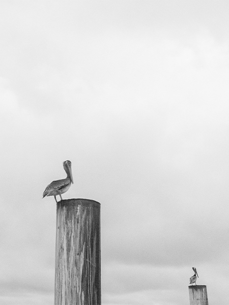 galeria foto de paisaje - pelicanos tres